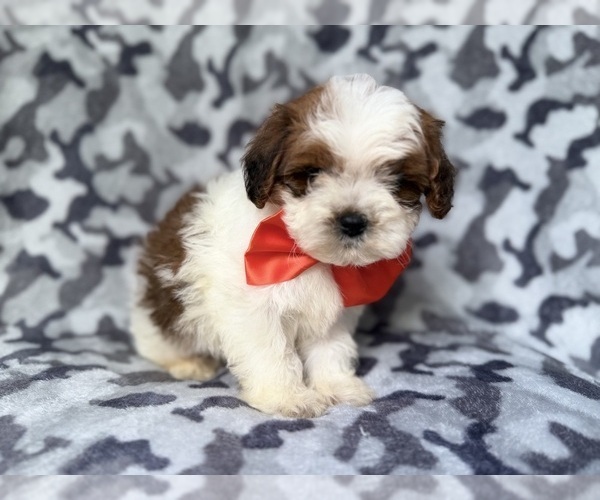 Medium Photo #8 ShihPoo Puppy For Sale in LAKELAND, FL, USA