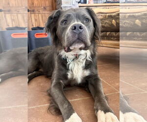 American Pit Bull Terrier Dogs for adoption in Phoenix, AZ, USA