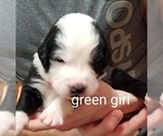 Small Photo #4 Bernese Mountain Dog-Old English Sheepdog Mix Puppy For Sale in SMITHVILLE, MO, USA