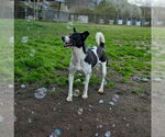 Small #3 Canaan Dog-Pointer Mix