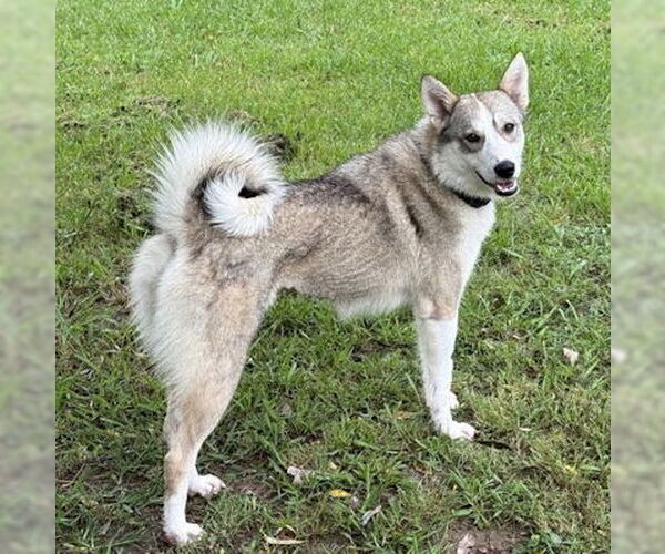 Medium Photo #4 Siberian Husky Puppy For Sale in Omaha, NE, USA