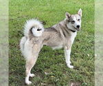 Small #3 Siberian Husky