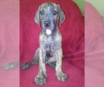 Small Photo #4 Great Dane Puppy For Sale in MURRAY, KY, USA