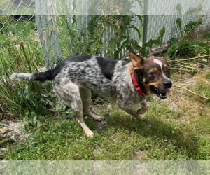 Australian Shepherd-Beagle Mix Dogs for adoption in Iroquois, IL, USA