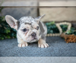 Puppy Reese French Bulldog