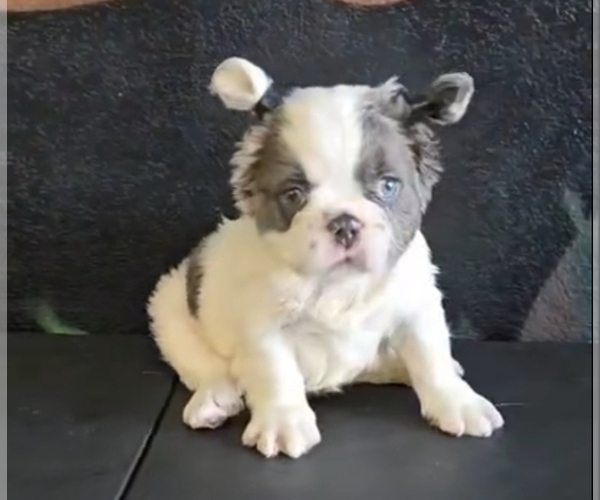 Medium Photo #5 French Bulldog Puppy For Sale in NEWPORT BEACH, CA, USA