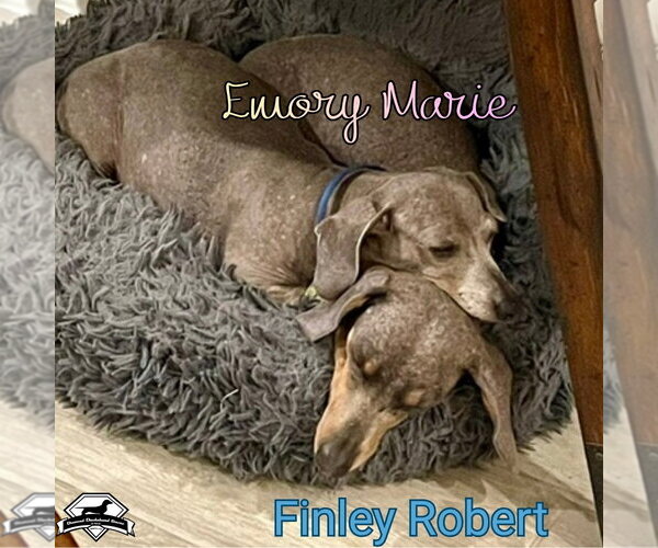 Medium Photo #14 Dachshund Puppy For Sale in San Antonio, TX, USA