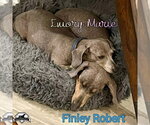 Small Photo #14 Dachshund Puppy For Sale in San Antonio, TX, USA