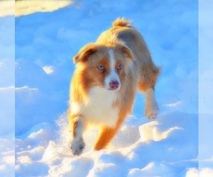 Father of the Miniature Australian Shepherd puppies born on 10/27/2019