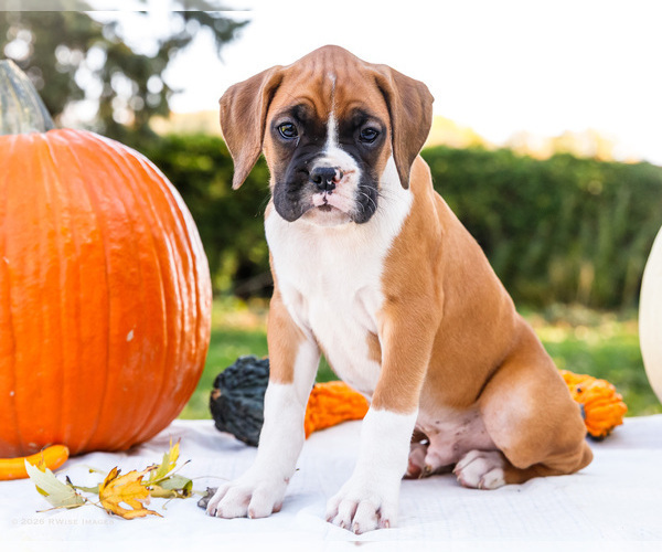 Medium Photo #1 Boxer Puppy For Sale in WAKARUSA, IN, USA