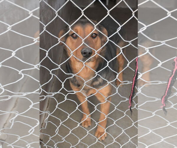 Medium Photo #2 Mutt Puppy For Sale in Las Vegas, NM, USA