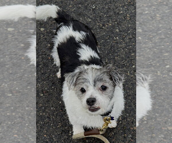 Medium Photo #1 Shih Tzu Puppy For Sale in Oak Bluffs, MA, USA