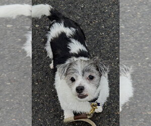 Gordita - Female Shih Tzu Dog for Adoption