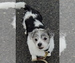 Gordita - Female Shih Tzu Dog for Adoption - Small photo