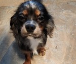 Small Photo #23 Cavalier King Charles Spaniel Puppy For Sale in BOONVILLE, NY, USA