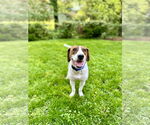 Small #4 Treeing Walker Coonhound