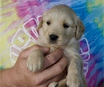 Puppy Torreys Pink Golden Retriever