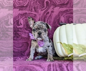 French Bulldog Puppy for sale in QUARRYVILLE, PA, USA