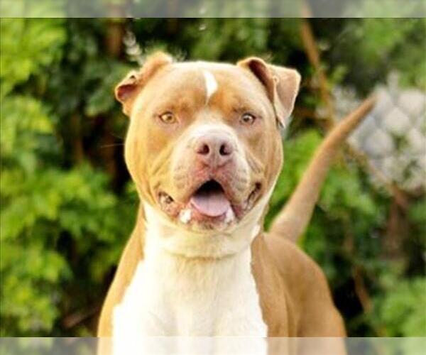 Medium Photo #1 American Staffordshire Terrier-Unknown Mix Puppy For Sale in Tavares, FL, USA