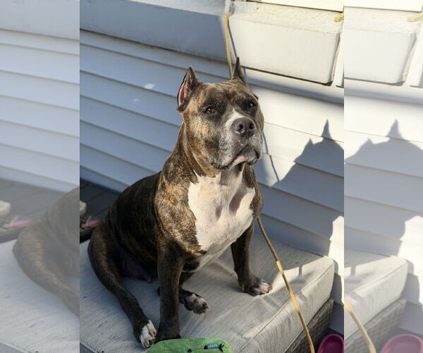 Medium Photo #37 Mutt Puppy For Sale in Philadelphia, PA, USA