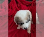 Puppy Phillip Great Pyrenees