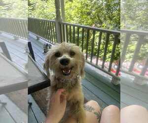 Spaniel-Unknown Mix Dogs for adoption in Middlesex, VT, USA
