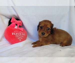 Dachshund Puppy for sale in PINSON, AL, USA