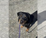 Small #9 Rottweiler