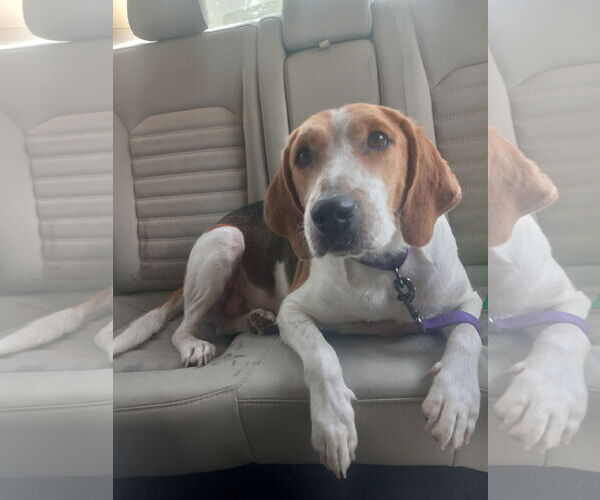 Medium Photo #10 Mutt Puppy For Sale in Murfreesboro, NC, USA