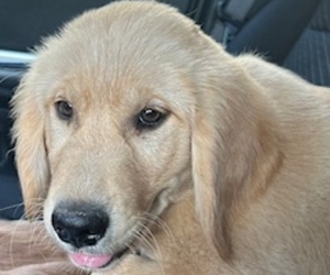 Golden Retriever Puppy for sale in INDEPENDENCE, MO, USA