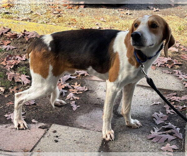 Medium Photo #3 Mutt Puppy For Sale in Rustburg, VA, USA