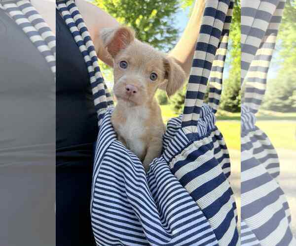 Medium Photo #1 Chihuahua-Unknown Mix Puppy For Sale in Princeton, MN, USA
