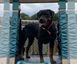 Rottweiler Dogs for adoption in Mooresville, NC, USA