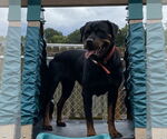 Small Rottweiler