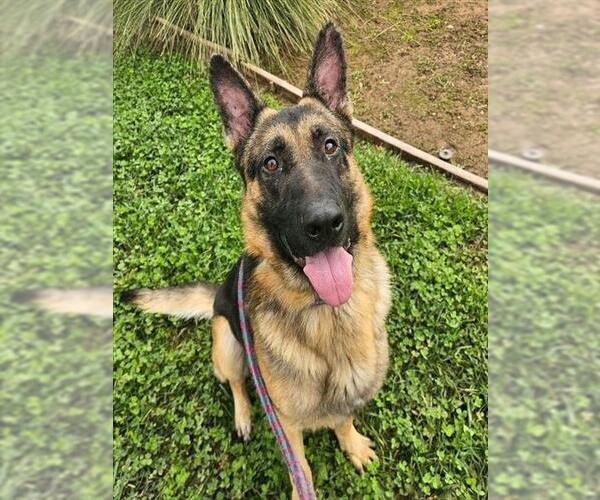 Medium Photo #2 German Shepherd Dog Puppy For Sale in Sacramento, CA, USA