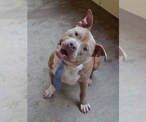 American Pit Bull Terrier-Unknown Mix Dogs for adoption in McKinney, TX, USA