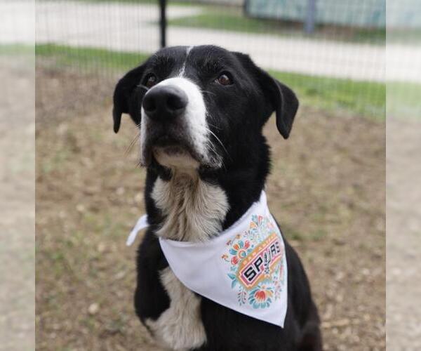 Medium Photo #1 Labrador Retriever-Unknown Mix Puppy For Sale in San Antonio, TX, USA
