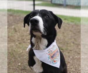 Labrador Retriever-Unknown Mix Dogs for adoption in San Antonio, TX, USA