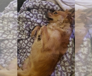 Mother of the Chiranian-Golden Retriever Mix puppies born on 06/17/2025
