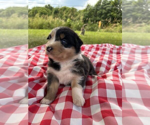 Medium Photo #4 Australian Shepherd Puppy For Sale in JEROMESVILLE, OH, USA