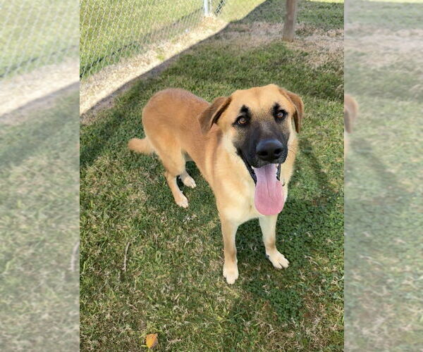 Medium Photo #11 Mutt Puppy For Sale in San Leon, TX, USA