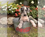 Small #2 Great Dane