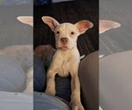 Small #2 Bulldog Mix