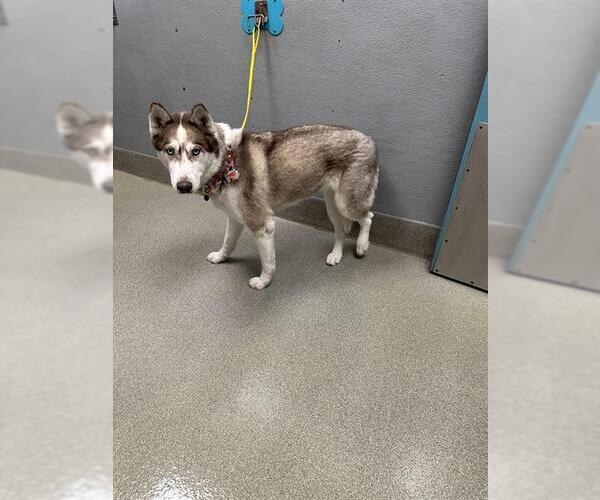 Medium Photo #1 Siberian Husky-Unknown Mix Puppy For Sale in Las Vegas, NV, USA