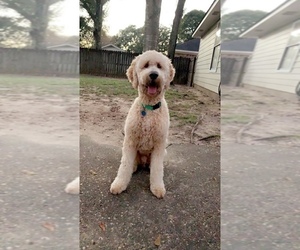 Goldendoodle Puppy for sale in MOBILE, AL, USA