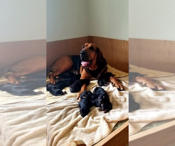 Medium Photo #1 Bloodhound Puppy For Sale in ANGLETON, TX, USA
