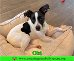 Small #11 Jack Russell Terrier Mix