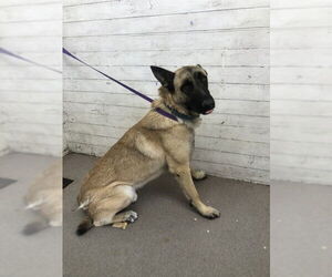 German Shepherd Dog Dogs for adoption in San Bernardino, CA, USA