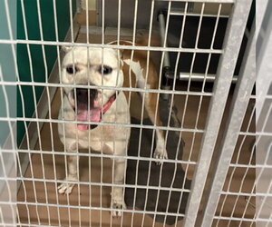 American Pit Bull Terrier Dogs for adoption in Texas City, TX, USA