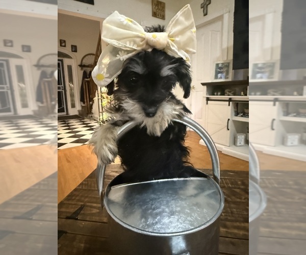 Medium Photo #8 Schnoodle (Miniature) Puppy For Sale in DINWIDDIE, VA, USA